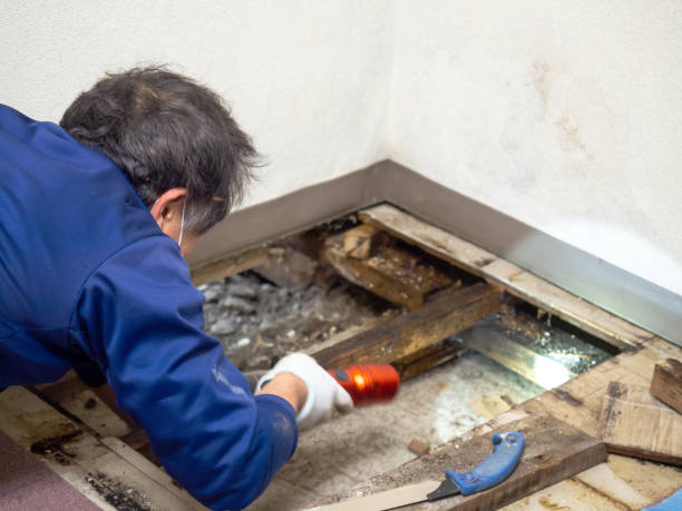 Best Certified Mold Removal  in Russellton, PA