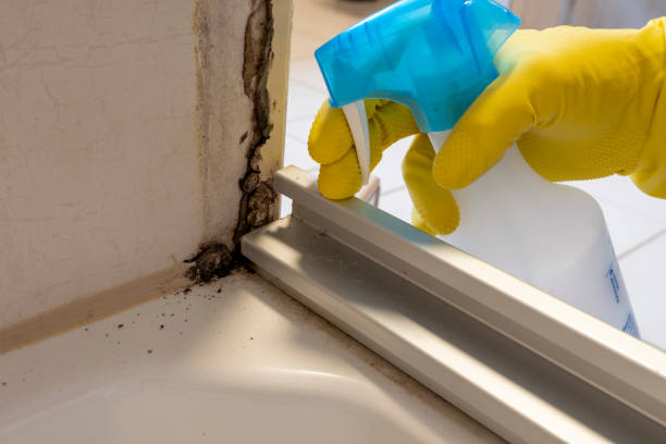 Mold Removal Process in Russellton, PA