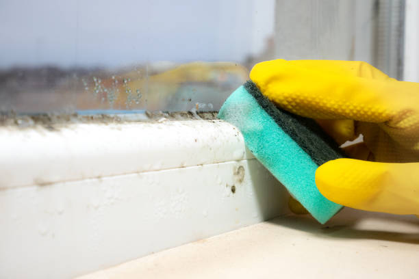 Best Home Mold Removal  in Russellton, PA