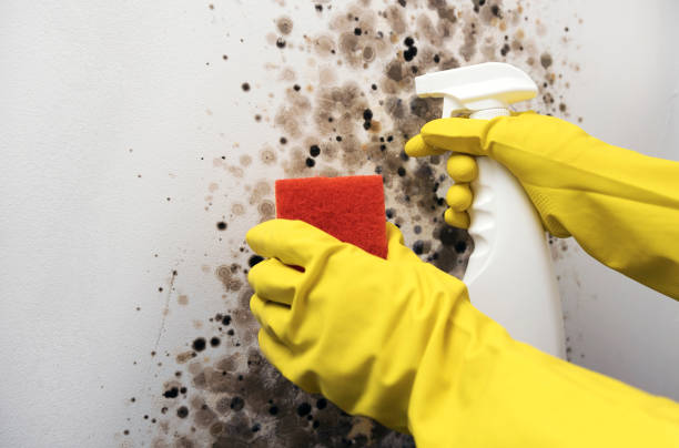 Best Mold Cleaning Services  in Russellton, PA