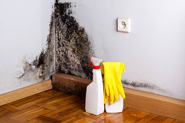 Best Fast Mold Removal  in Russellton, PA
