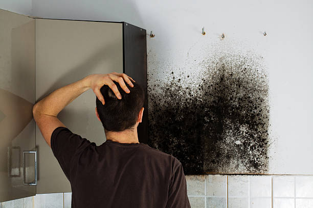 Best Mold Remediation  in Russellton, PA