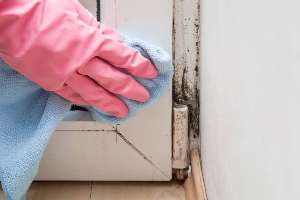 Best Black Mold Removal  in Russellton, PA